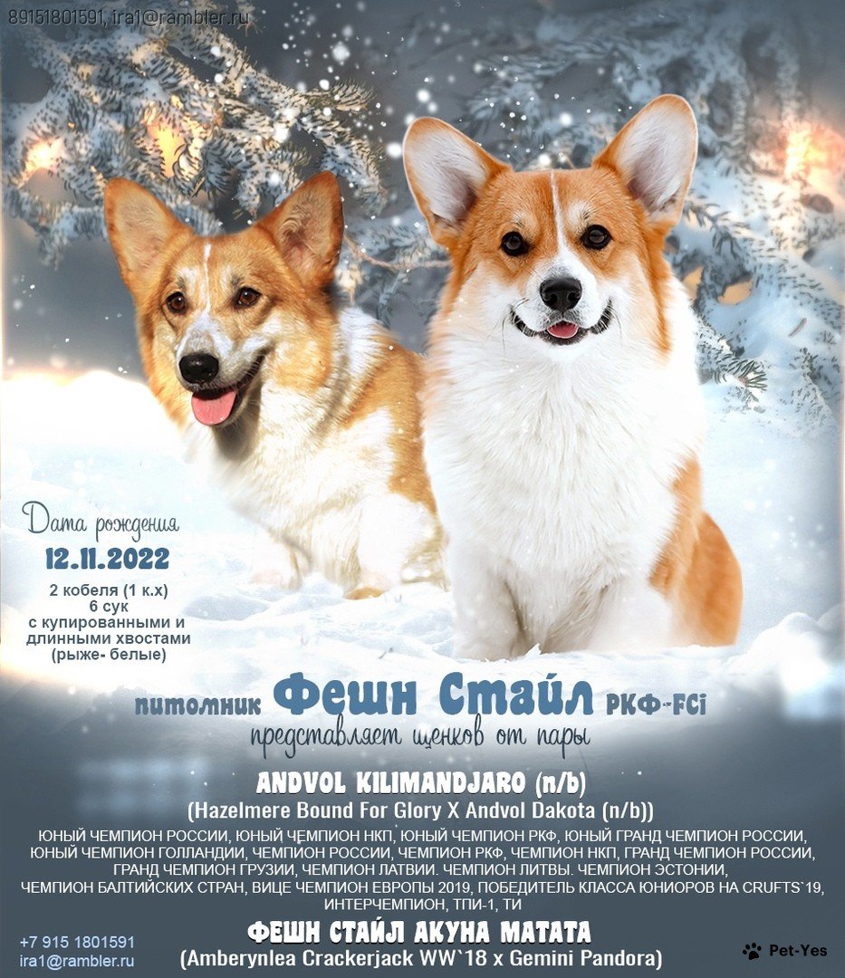 Щенок Вельш-корги-пемброк 1 год, 7 месяцев купить Москва | Pet-Yes