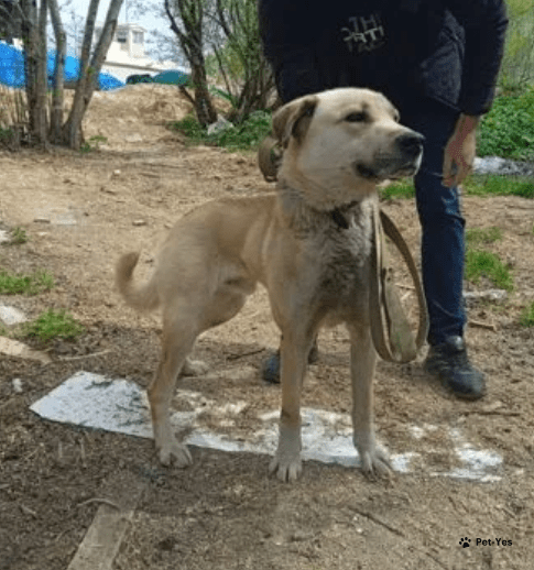 Изображение питомца