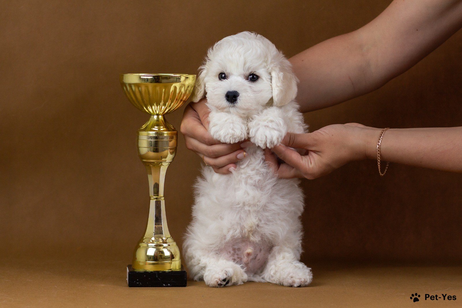 Щенок Бишон-фризе, французская болонка 1 год, 2 месяца купить Москва |  Pet-Yes