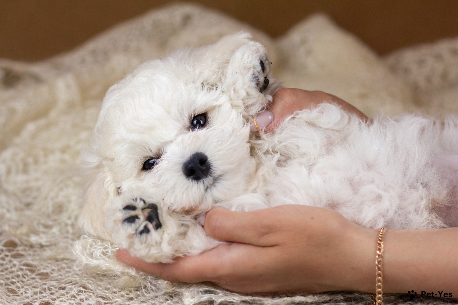 Щенок Бишон-фризе, французская болонка 1 год, 2 месяца купить Москва |  Pet-Yes