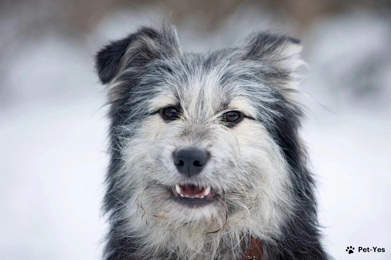 Щенок 1 год, 10 месяцев купить Санкт-Петербург | Pet-Yes