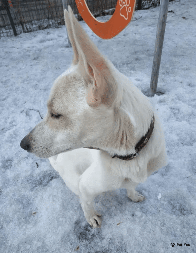 Изображение питомца