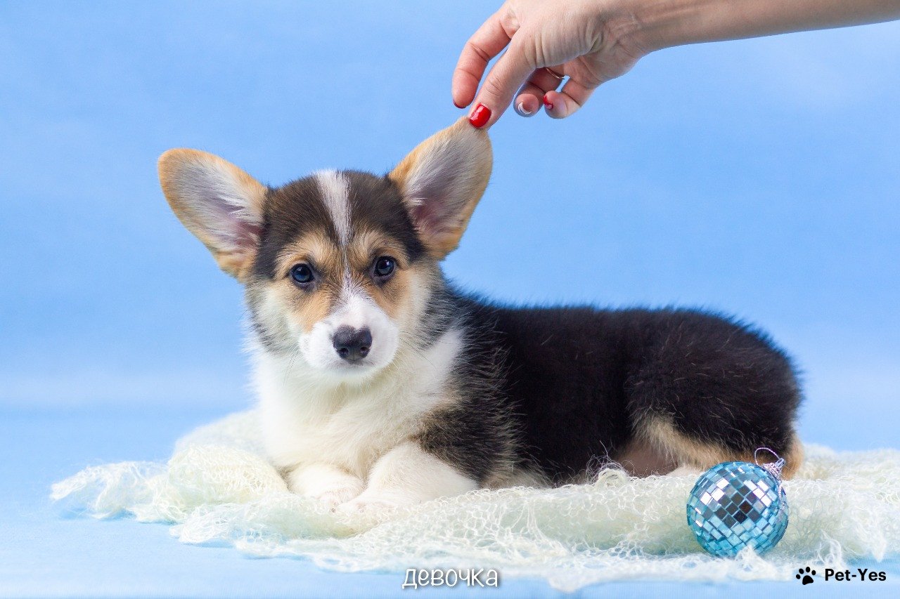 Щенок Вельш-корги-пемброк 1 год, 7 месяцев купить Москва | Pet-Yes