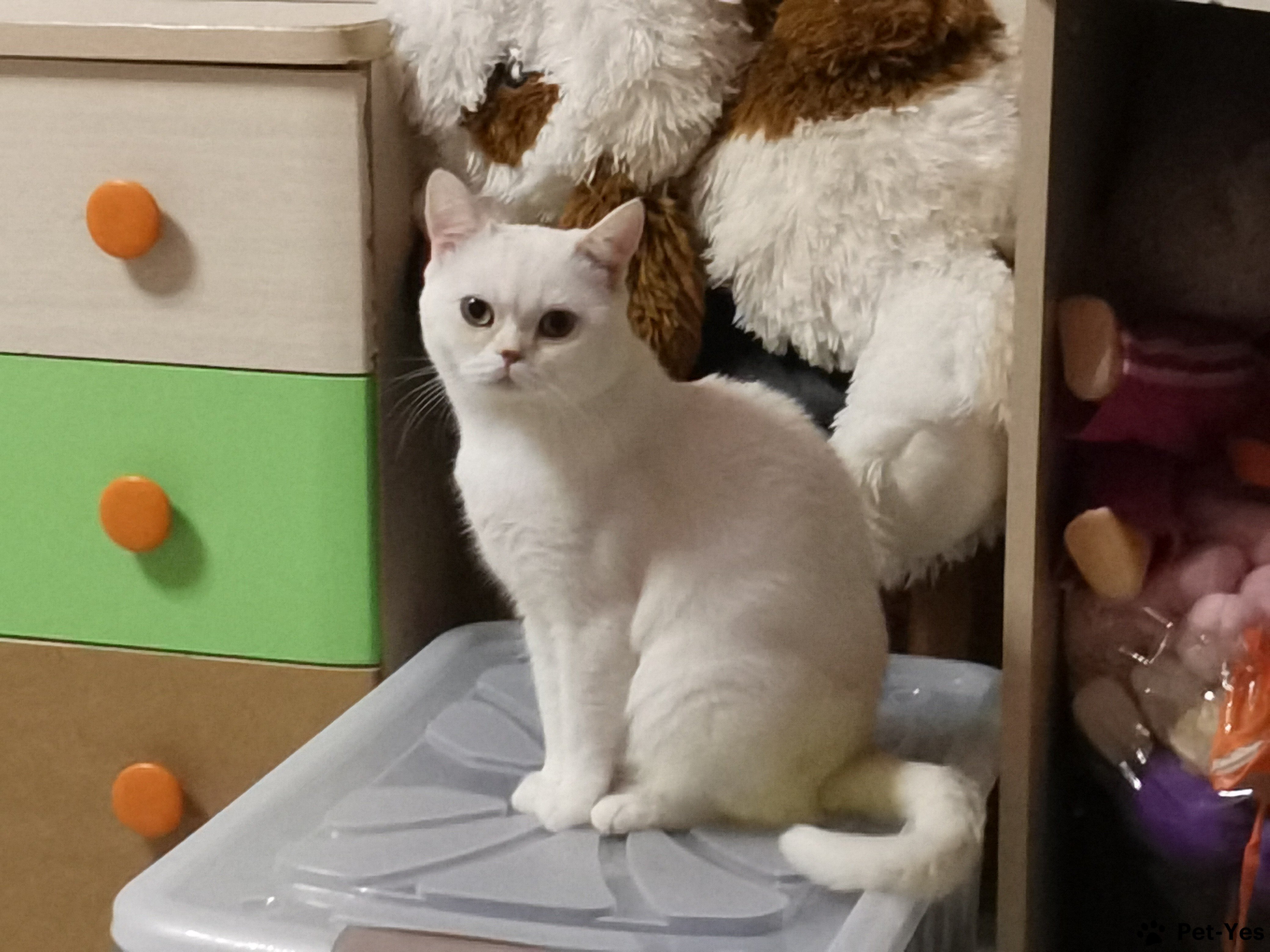 Изображение питомца