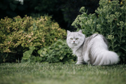 Британская длинношерстная на Бирже домашних животных | Pet Yes