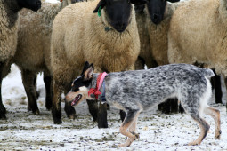 Найти Австралийская короткохвостая пастушья собака на Бирже домашних животных | Pet Yes