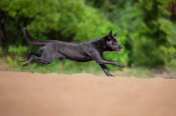 Найти Австралийский келпи на Бирже домашних животных | Pet Yes