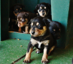 Фото Австралийский келпи на Бирже домашних животных | Pet Yes