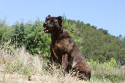 Найти Азорская пастушья собака на Бирже домашних животных | Pet Yes