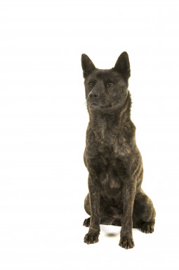 Выбрать Азорская пастушья собака на Бирже домашних животных | Pet Yes