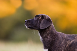 Азорская пастушья собака на Бирже домашних животных | Pet Yes