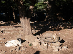 Найти Аиди, атласская овчарка на Бирже домашних животных | Pet Yes