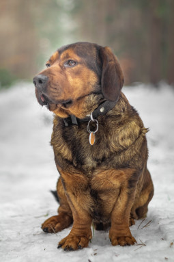 Выбрать Альпийская таксообразная гончая на Бирже домашних животных | Pet Yes