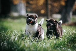 Фото Американская акита на Бирже домашних животных | Pet Yes