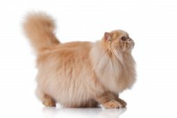 Найти Персидская на Бирже домашних животных | Pet Yes