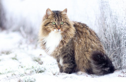 Сибирская на Бирже домашних животных | Pet Yes