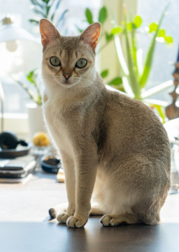 Выбрать Сингапурская на Бирже домашних животных | Pet Yes