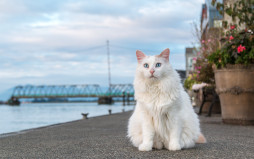 Найти Турецкий ван на Бирже домашних животных | Pet Yes