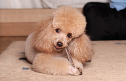 Пудель карликовый на Бирже домашних животных | Pet Yes