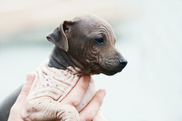 Фото Американский голый терьер на Бирже домашних животных | Pet Yes