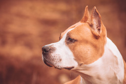 Выбрать Американский стаффордширский терьер на Бирже домашних животных | Pet Yes