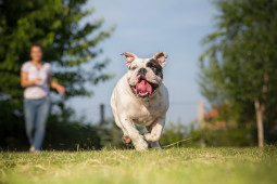 Найти Английский бульдог на Бирже домашних животных | Pet Yes