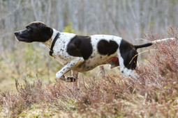 Найти Английский пойнтер на Бирже домашних животных | Pet Yes
