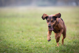 Найти Баварская горная гончая на Бирже домашних животных | Pet Yes