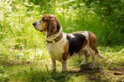 Найти Бассет-хаунд на Бирже домашних животных | Pet Yes