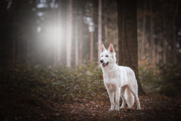 Выбрать Белая швейцарская овчарка на Бирже домашних животных | Pet Yes