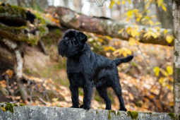 Выбрать Бельгийский гриффон на Бирже домашних животных | Pet Yes