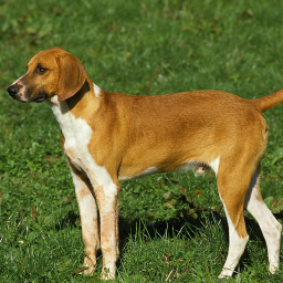 Купить Большая англо-французская бело-рыжая гончая на Бирже домашних животных | Pet Yes