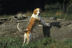 Найти Большая англо-французская бело-рыжая гончая на Бирже домашних животных | Pet Yes