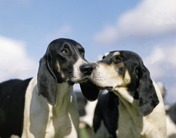 Большая англо-французская бело-черная гончая на Бирже домашних животных | Pet Yes