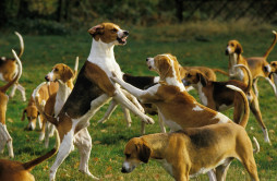 Найти Большая англо-французская трехцветная гончая на Бирже домашних животных | Pet Yes