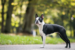 Найти Бостон-терьер на Бирже домашних животных | Pet Yes