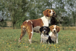 Выбрать Бретонский эпаньол на Бирже домашних животных | Pet Yes