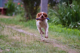 Фото Бретонский эпаньол на Бирже домашних животных | Pet Yes
