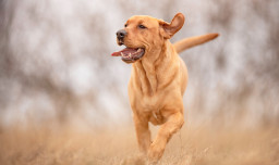 Фото Брохольмер на Бирже домашних животных | Pet Yes