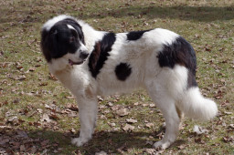 Найти Буковинская овчарка на Бирже домашних животных | Pet Yes