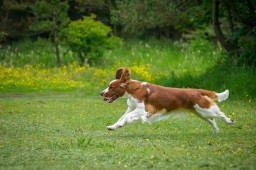Фото Вельш-спрингер-спаниель на Бирже домашних животных | Pet Yes