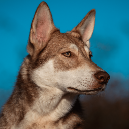 Купить Волчья собака сарлоса на Бирже домашних животных | Pet Yes