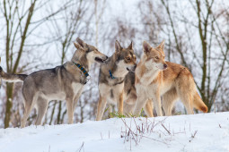 Найти Волчья собака сарлоса на Бирже домашних животных | Pet Yes