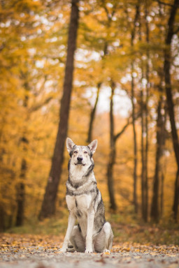 Выбрать Волчья собака сарлоса на Бирже домашних животных | Pet Yes