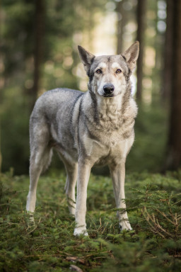 Волчья собака сарлоса на Бирже домашних животных | Pet Yes
