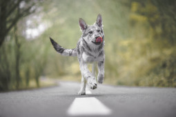 Фотография Волчья собака сарлоса на Бирже домашних животных | Pet Yes