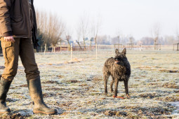 Голландская овчарка жесткошерстная на Бирже домашних животных | Pet Yes
