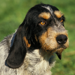 Купить Голубой гасконский гриффон на Бирже домашних животных | Pet Yes