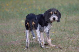 Найти Голубой гасконский гриффон на Бирже домашних животных | Pet Yes