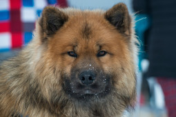 Найти Гренландская собака на Бирже домашних животных | Pet Yes